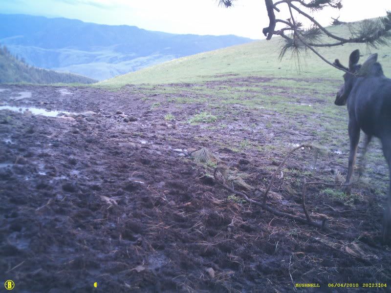more idaho trail cam pics Archery Talk Forum